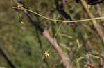 Arrowleaf tearthumb